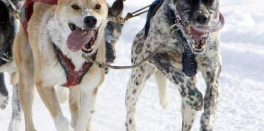 Iditarod Sled Dog Race - (Ceremonial Start)